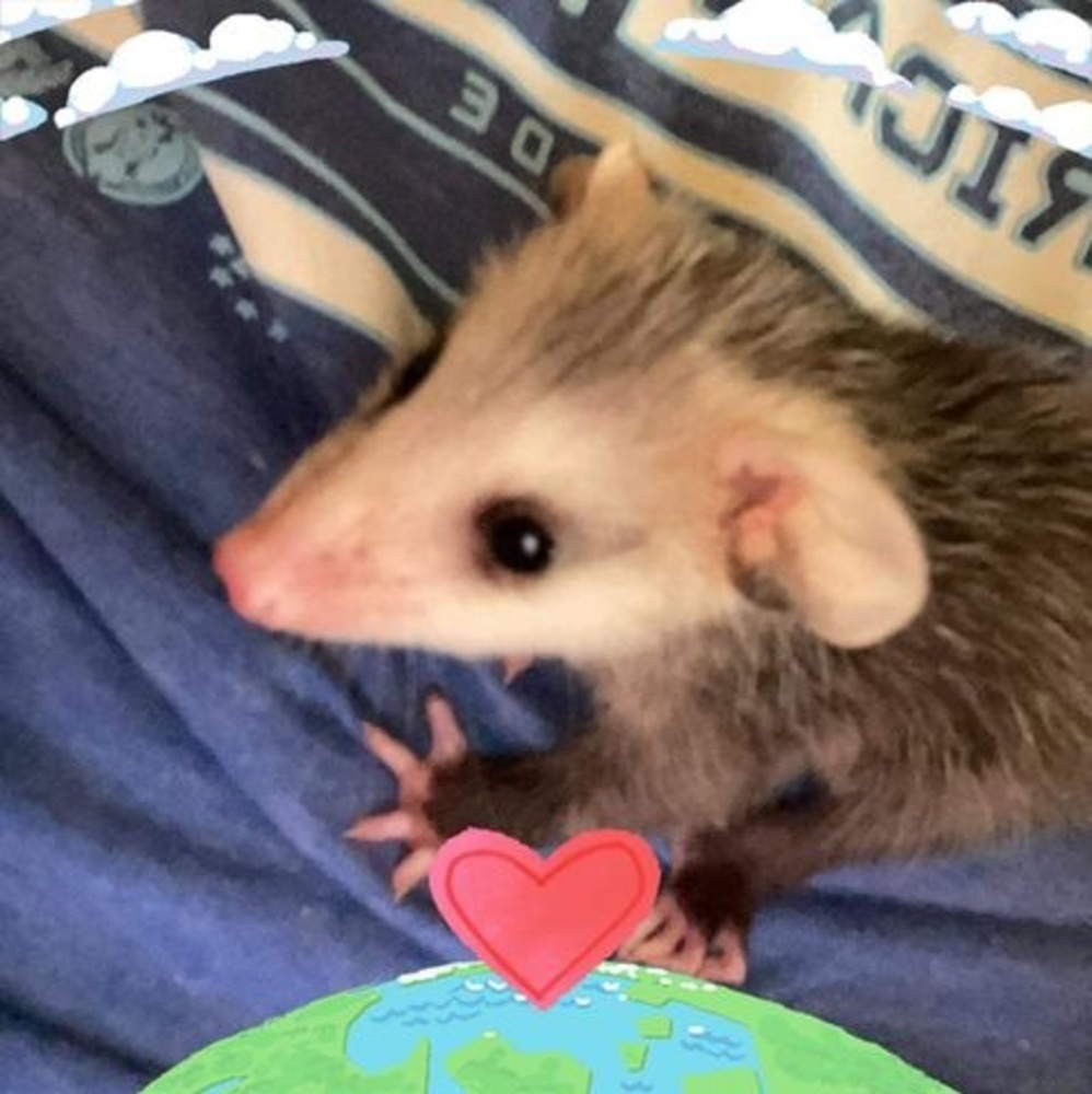 Meet your Posher, Holly